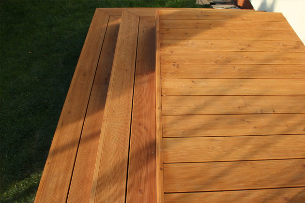 modrzew syberyjski 5